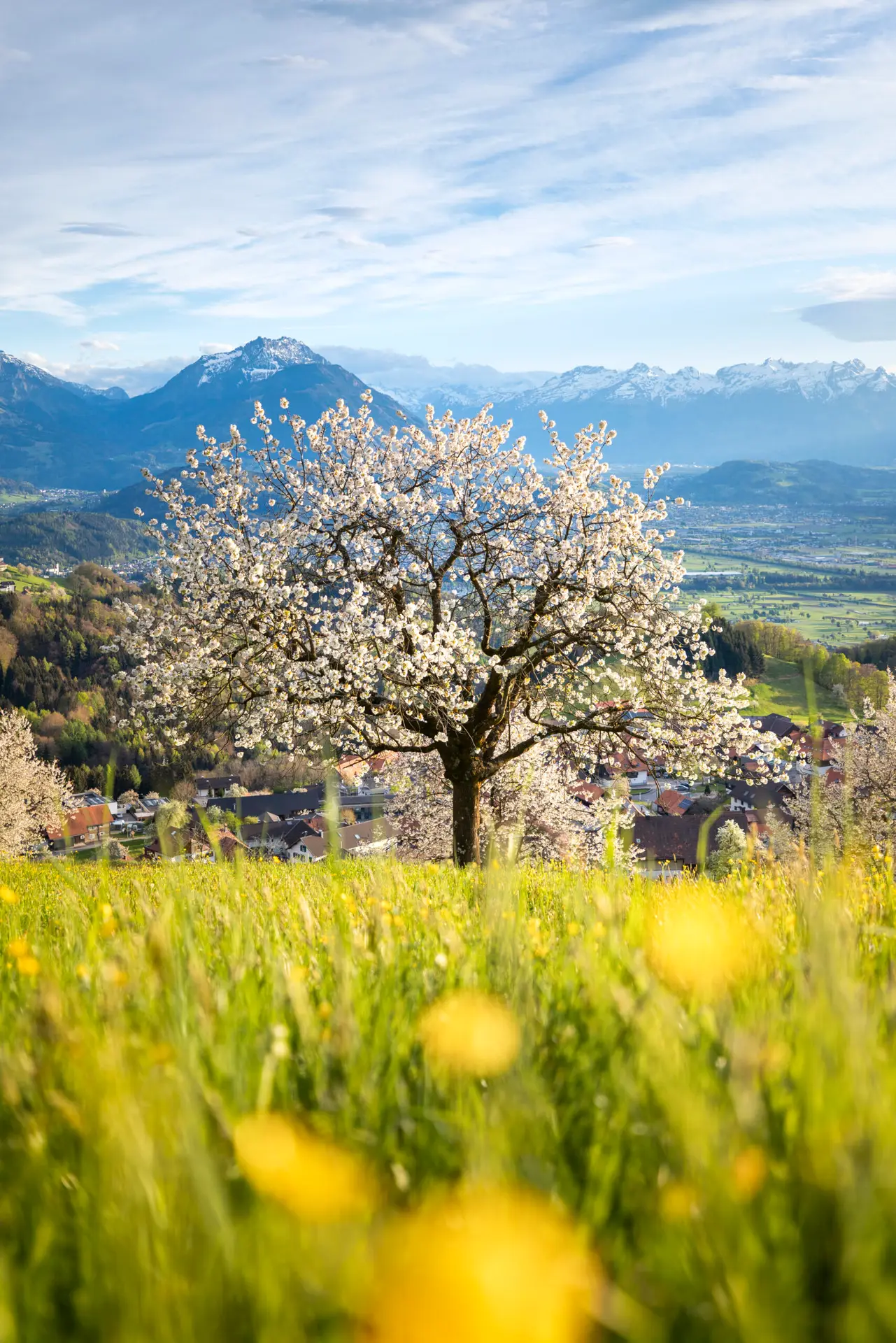 blooming cherry tree in fraxern vorarlberg