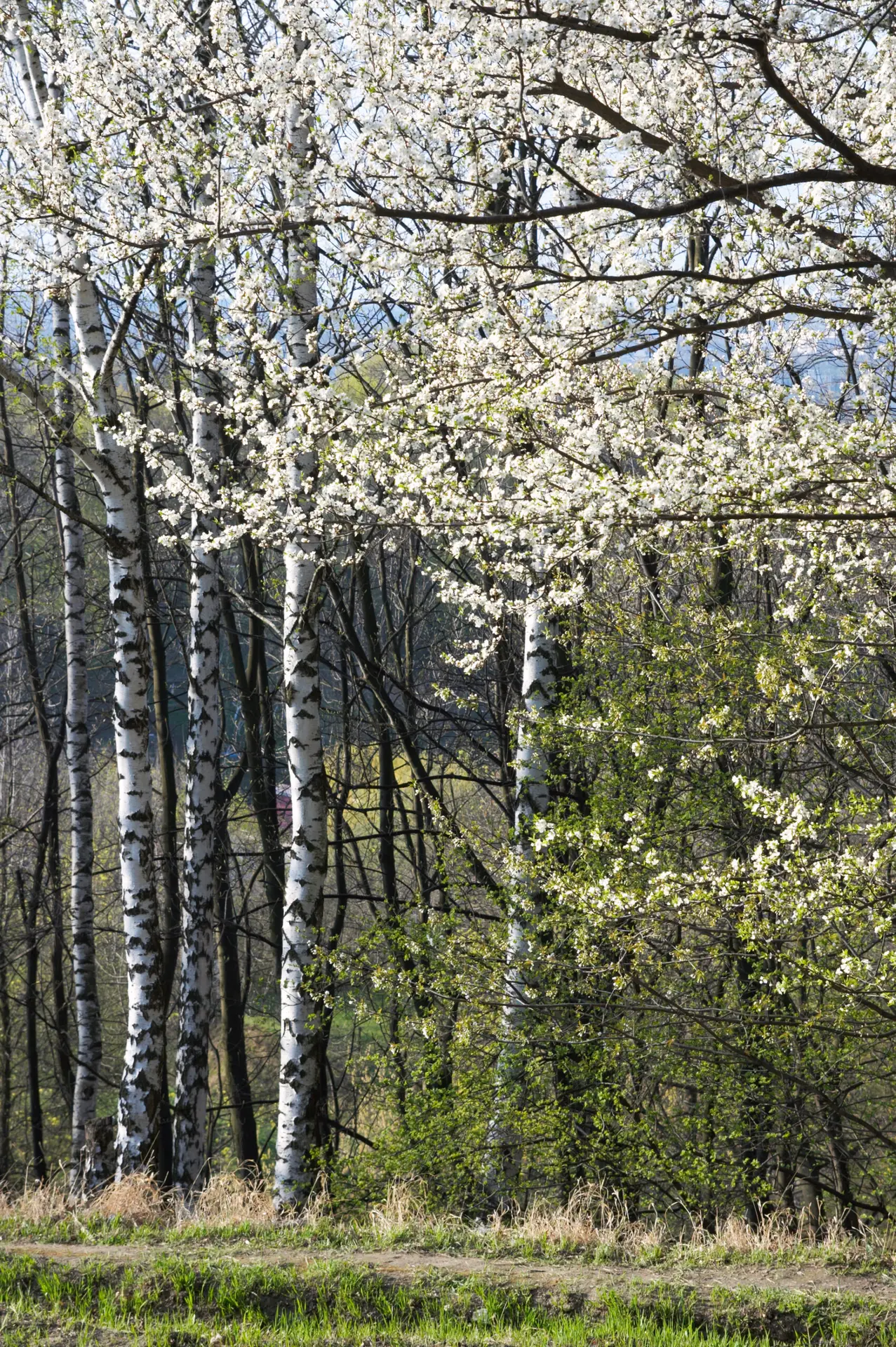 spring blossoming tree and birches in park 2026 03 25 23 39 11 utc